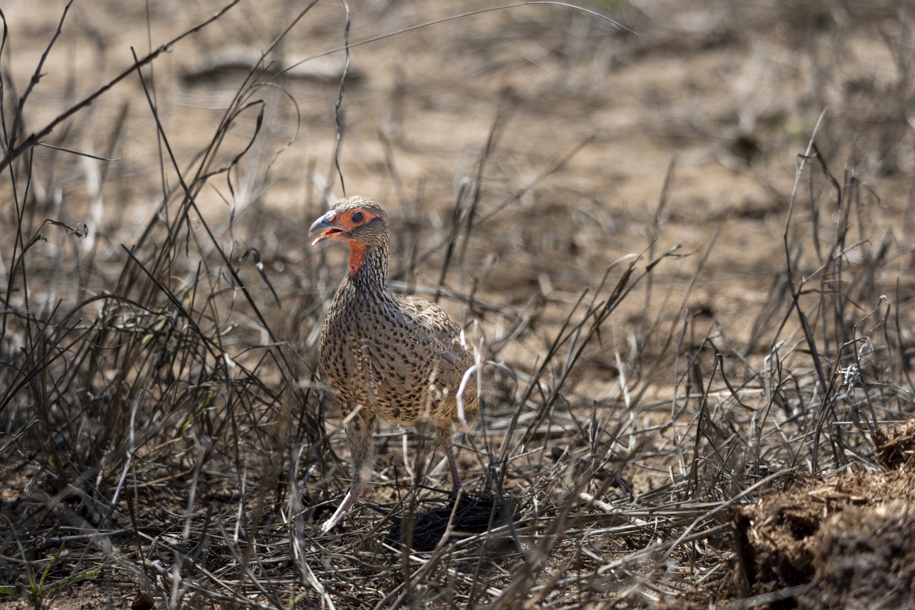 Kruger25 2025 11 01 13 11 53 ILCE 1M2 3232